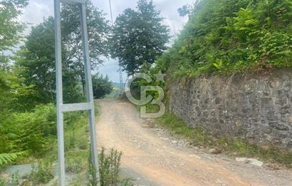 Rize Ardeşende 4 parsel satılık fındık bahçesi