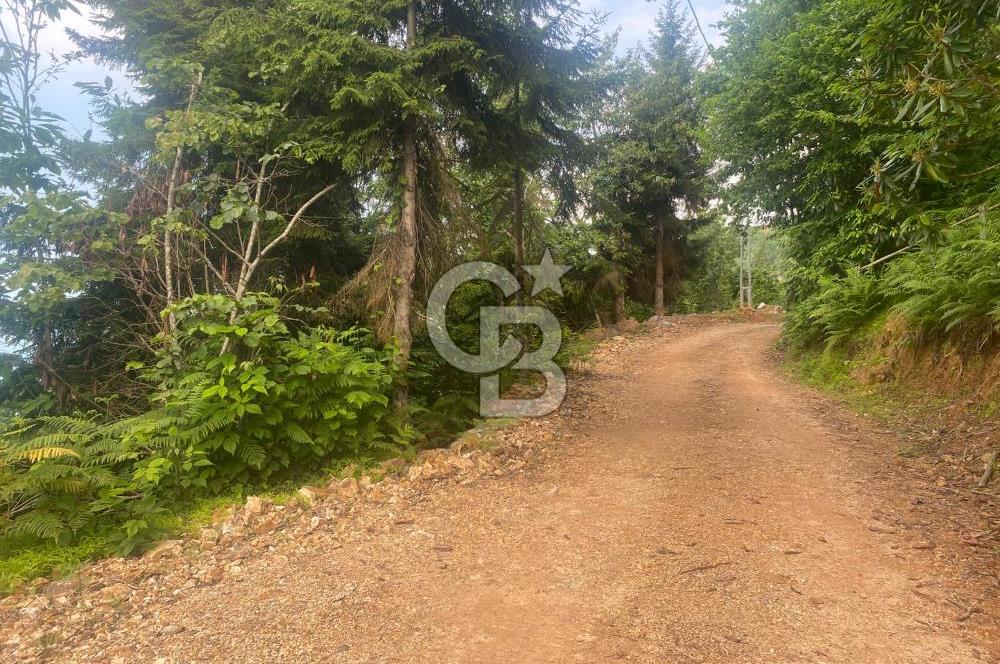 Rize Ardeşende 4 parsel satılık fındık bahçesi