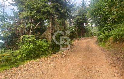 Rize Ardeşende 4 parsel satılık fındık bahçesi
