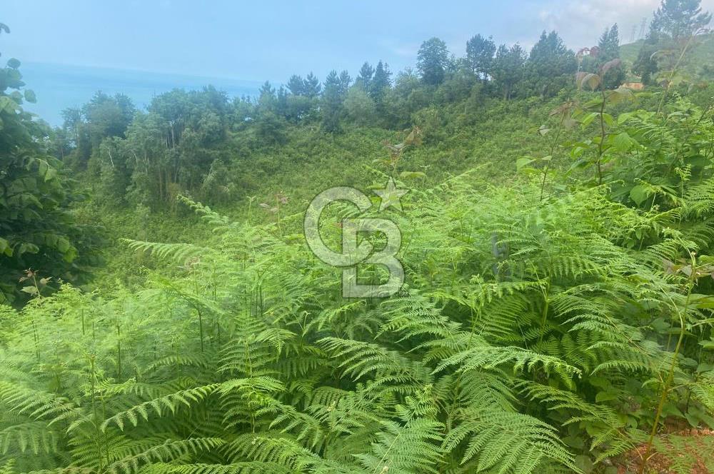 Rize Ardeşende 4 parsel satılık fındık bahçesi