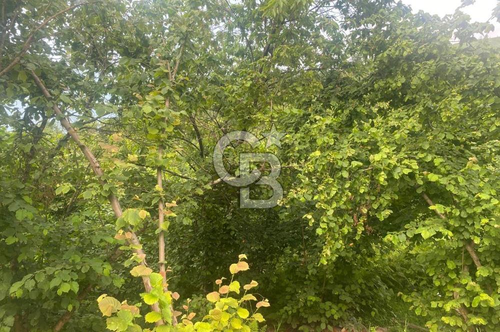 Rize Ardeşende 4 parsel satılık fındık bahçesi