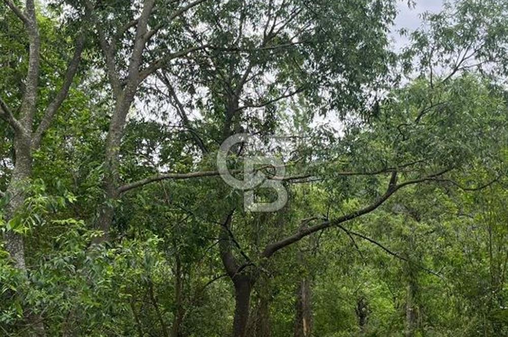 BİLECİK, GÖLPAZARI, SÖĞÜTÇÜK MEVKİNDE EV YAPIMINA UYGUN 225 M2 ARSA