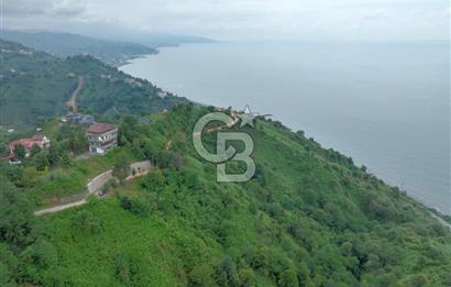 Rize Ardeşende 4 parsel satılık fındık bahçesi