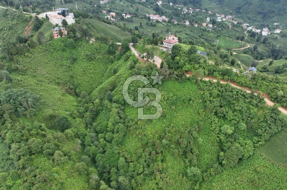 Rize Ardeşende 4 parsel satılık fındık bahçesi