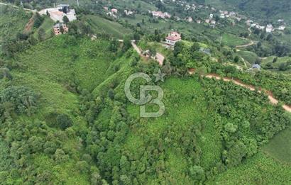 Rize Ardeşende 4 parsel satılık fındık bahçesi