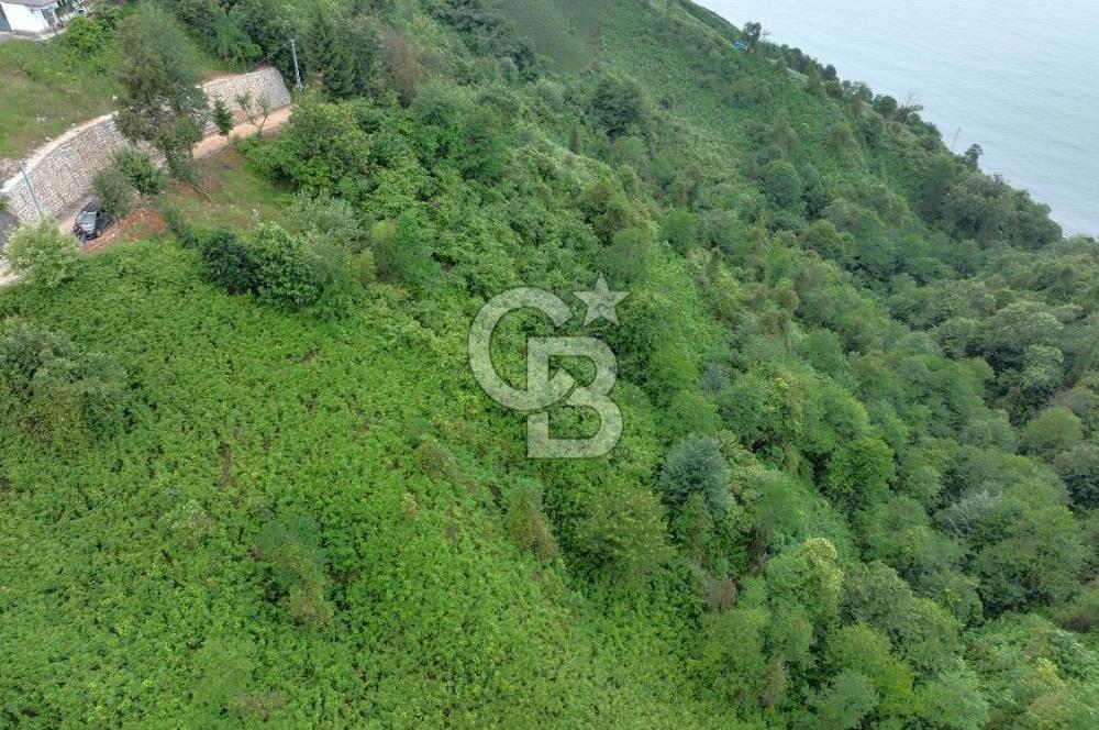 Rize Ardeşende 4 parsel satılık fındık bahçesi