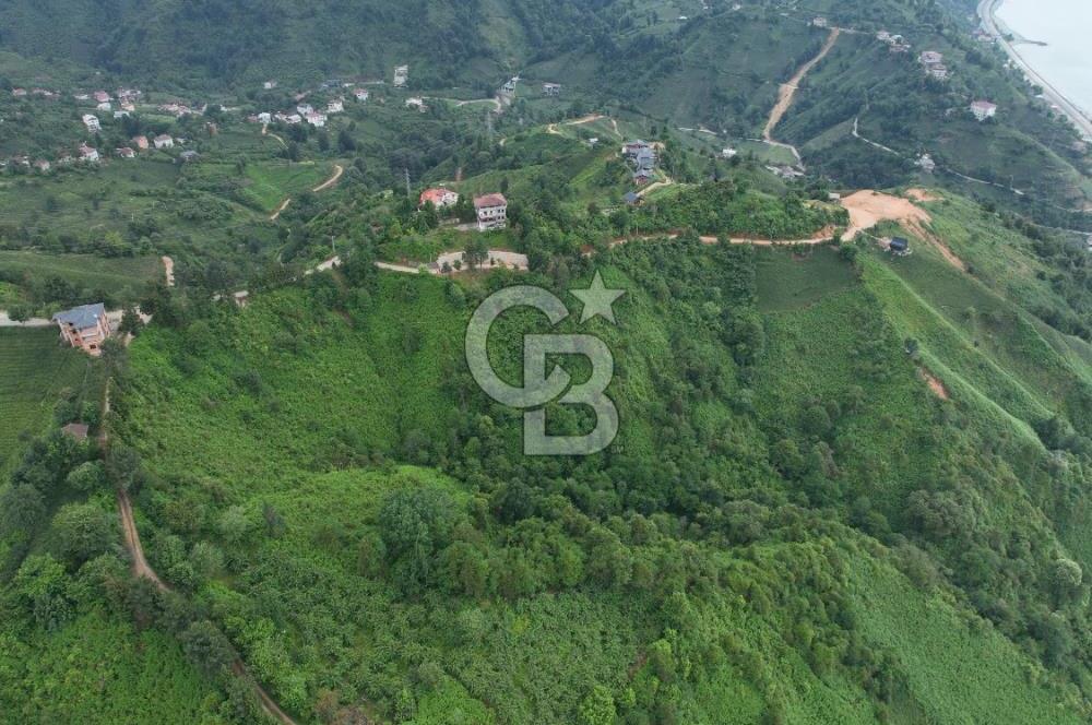 Rize Ardeşende 4 parsel satılık fındık bahçesi