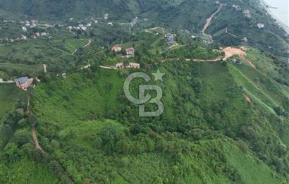 Rize Ardeşende 4 parsel satılık fındık bahçesi