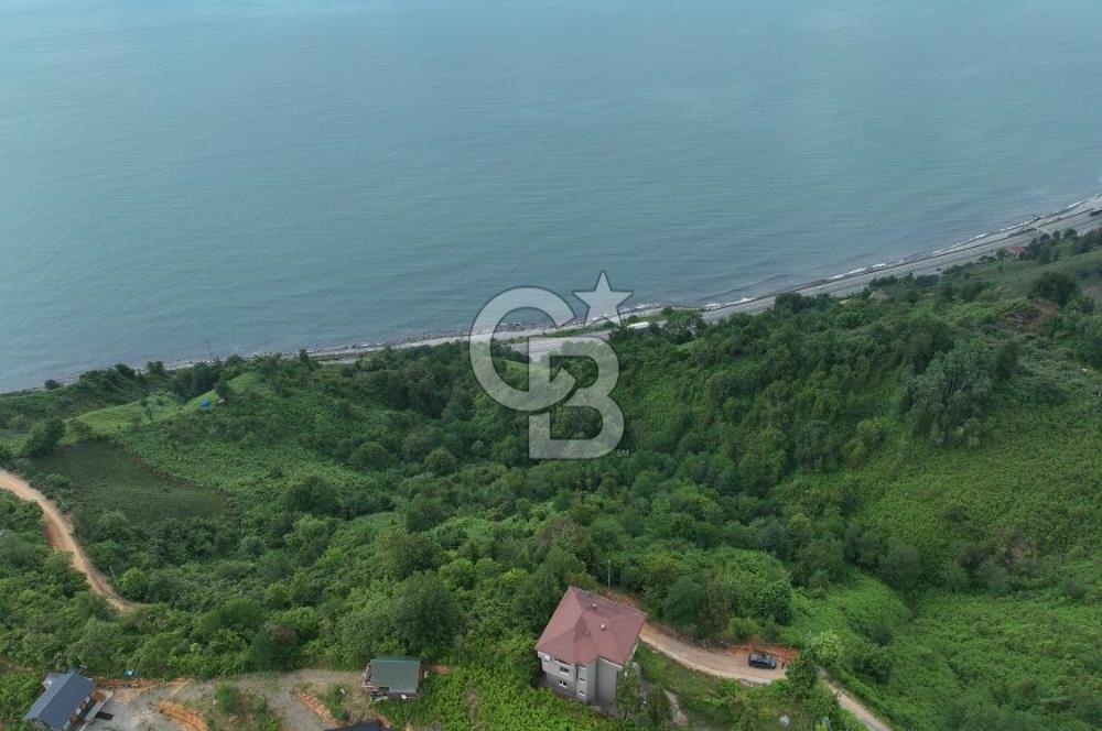 Rize Ardeşende 4 parsel satılık fındık bahçesi