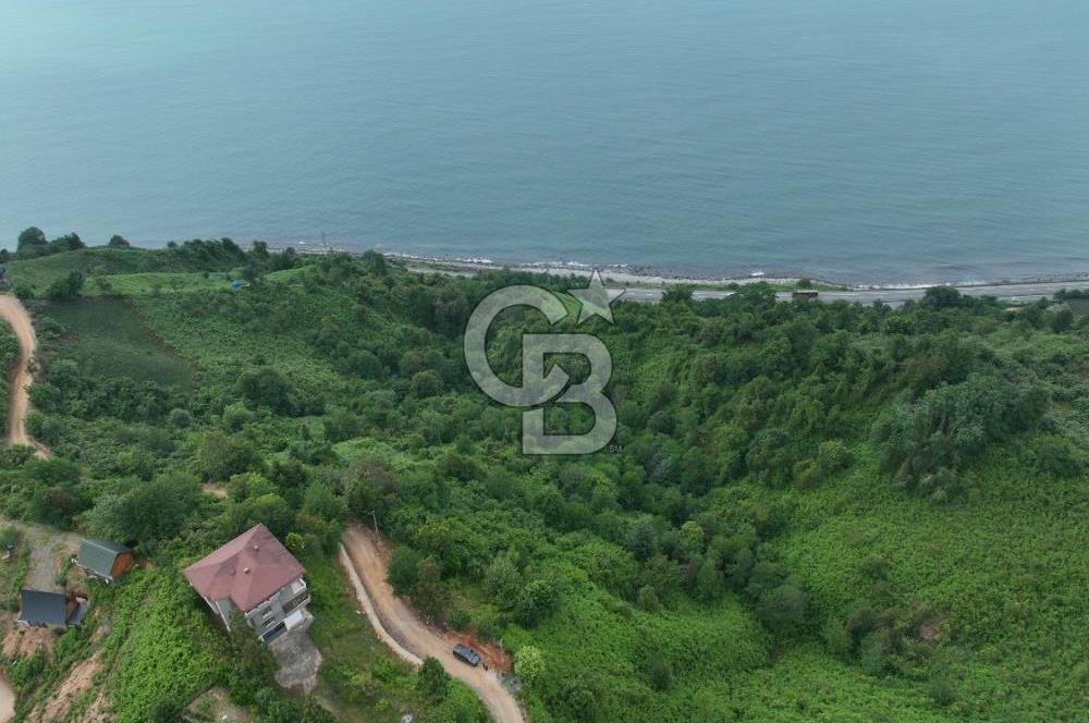 Rize Ardeşende 4 parsel satılık fındık bahçesi