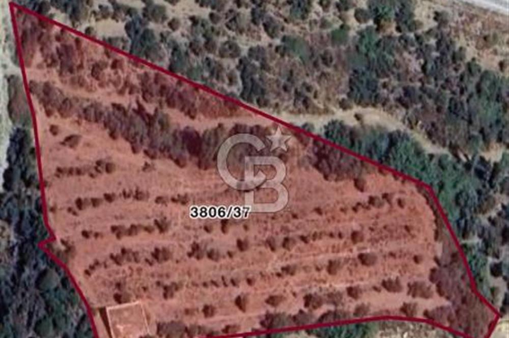 SEFERİHİSAR MERKEZE 1 KM MANZARALI KUPON ZEYTİNLİK! KOCAÇAY PROJESİNE KOMŞU