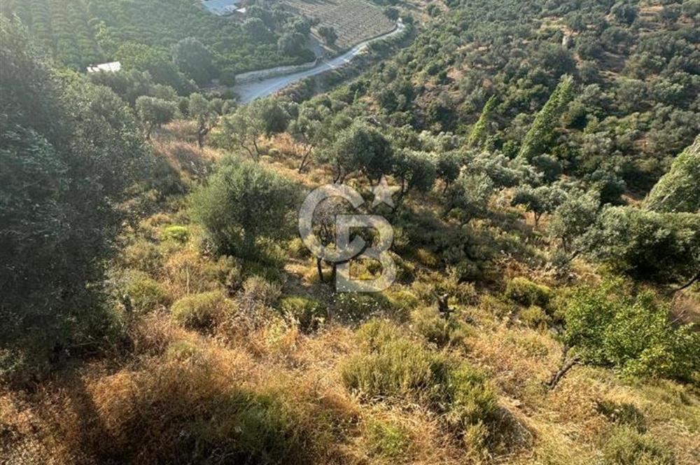 SEFERİHİSAR MERKEZE 1 KM MANZARALI KUPON ZEYTİNLİK! KOCAÇAY PROJESİNE KOMŞU