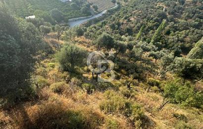SEFERİHİSAR MERKEZE 1 KM MANZARALI KUPON ZEYTİNLİK! KOCAÇAY PROJESİNE KOMŞU