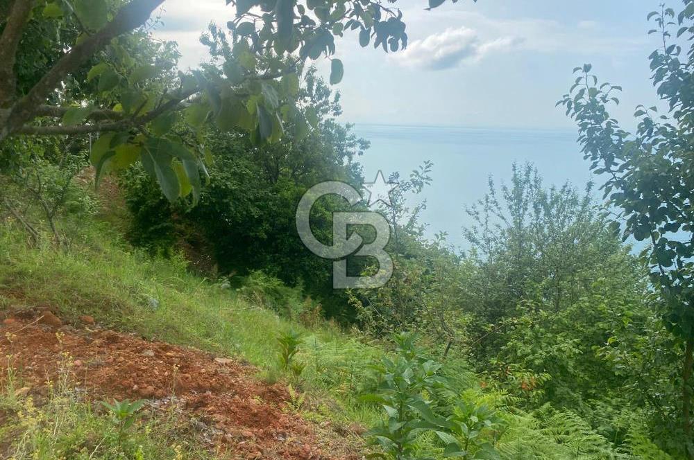 Rize Ardeşende 4 parsel satılık fındık bahçesi