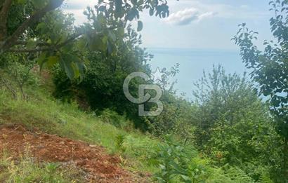Rize Ardeşende 4 parsel satılık fındık bahçesi
