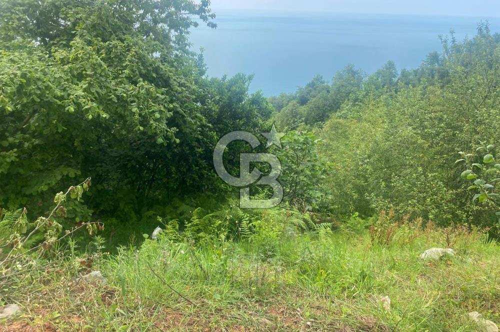 Rize Ardeşende 4 parsel satılık fındık bahçesi