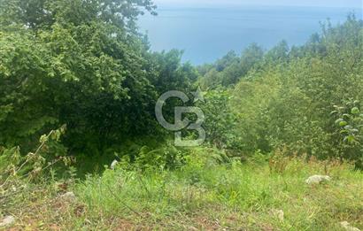 Rize Ardeşende 4 parsel satılık fındık bahçesi