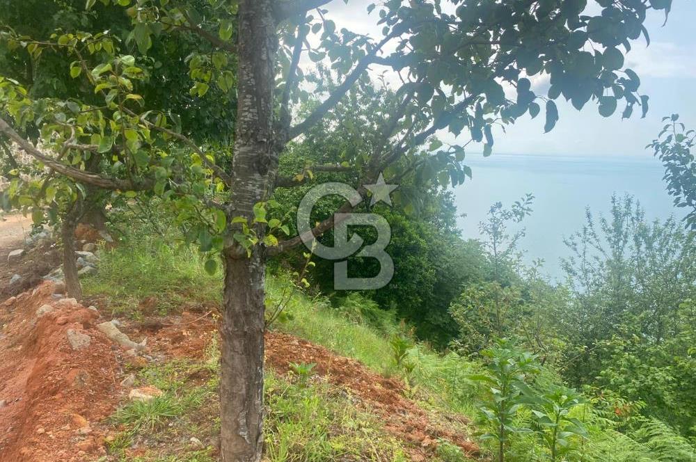 Rize Ardeşende 4 parsel satılık fındık bahçesi