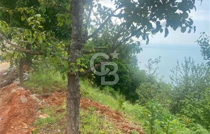 Rize Ardeşende 4 parsel satılık fındık bahçesi