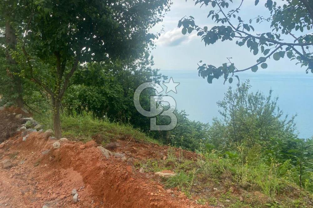 Rize Ardeşende 4 parsel satılık fındık bahçesi