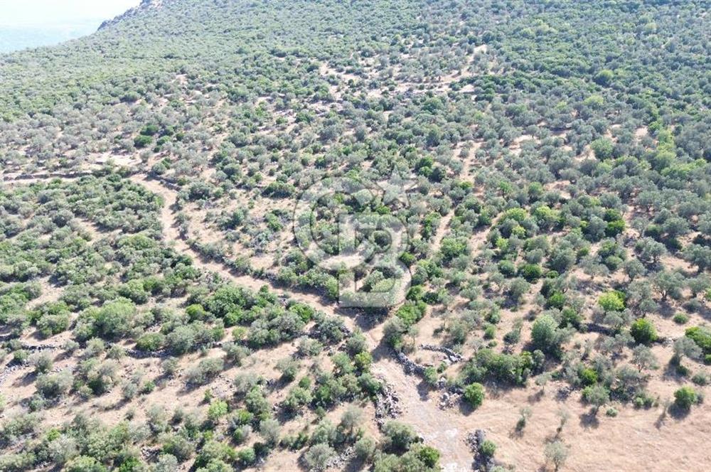 ALİAĞA KALABAK'TA (1462 M2) SATILIK ZEYTİNLİK