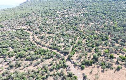 ALİAĞA KALABAK'TA (1462 M2) SATILIK ZEYTİNLİK