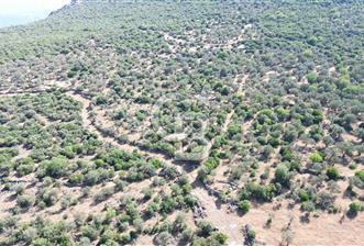 ALİAĞA KALABAK'TA (1462 M2) SATILIK ZEYTİNLİK