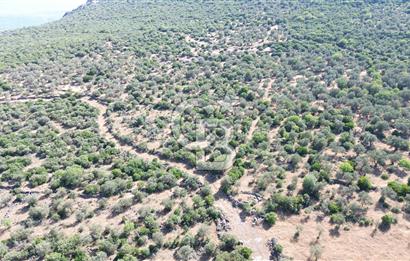 ALİAĞA KALABAK'TA (1462 M2) SATILIK ZEYTİNLİK
