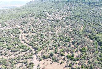ALİAĞA KALABAK'TA (3690 M2) SATILIK ZEYTİNLİ TARLA