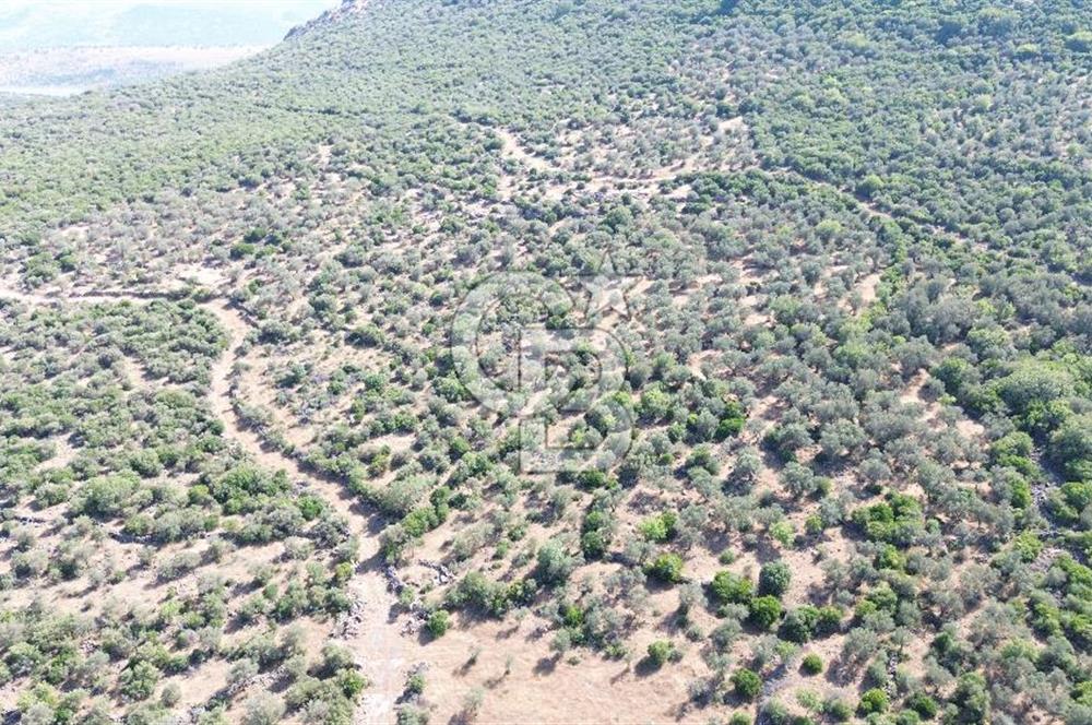 ALİAĞA KALABAK'TA (3690 M2) SATILIK ZEYTİNLİ TARLA