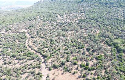 ALİAĞA KALABAK'TA (3690 M2) SATILIK ZEYTİNLİ TARLA