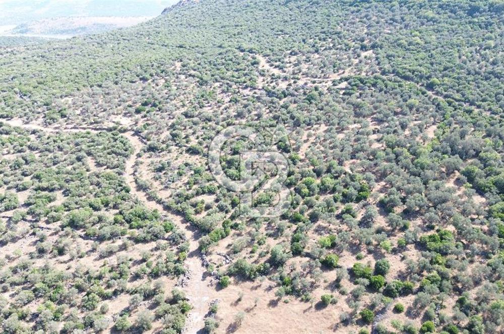 ALİAĞA KALABAK'TA (3690 M2) SATILIK ZEYTİNLİ TARLA