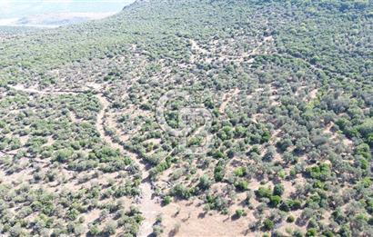 ALİAĞA KALABAK'TA (3690 M2) SATILIK ZEYTİNLİ TARLA