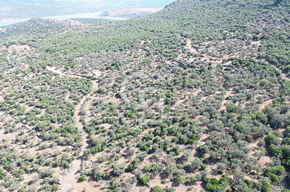 ALİAĞA KALABAK'TA (3690 M2) SATILIK ZEYTİNLİ TARLA