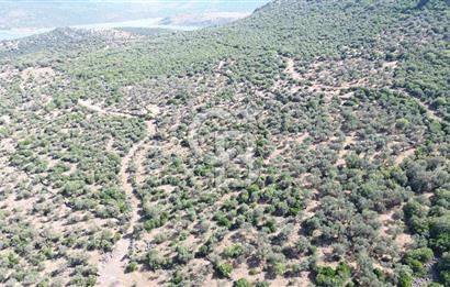 ALİAĞA KALABAK'TA (3690 M2) SATILIK ZEYTİNLİ TARLA