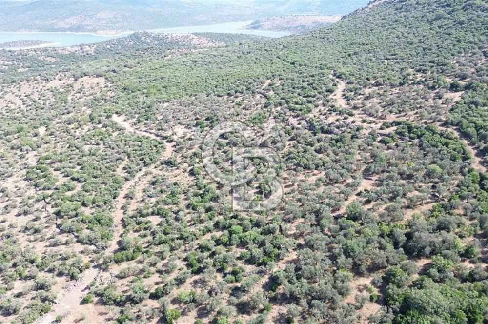 ALİAĞA KALABAK'TA (3690 M2) SATILIK ZEYTİNLİ TARLA