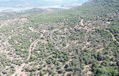 ALİAĞA KALABAK'TA (3690 M2) SATILIK ZEYTİNLİ TARLA