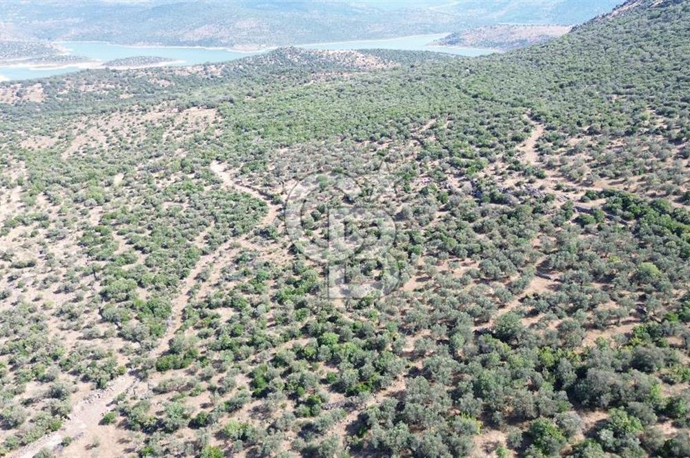 ALİAĞA KALABAK'TA (3690 M2) SATILIK ZEYTİNLİ TARLA