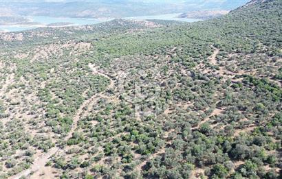 ALİAĞA KALABAK'TA (3690 M2) SATILIK ZEYTİNLİ TARLA