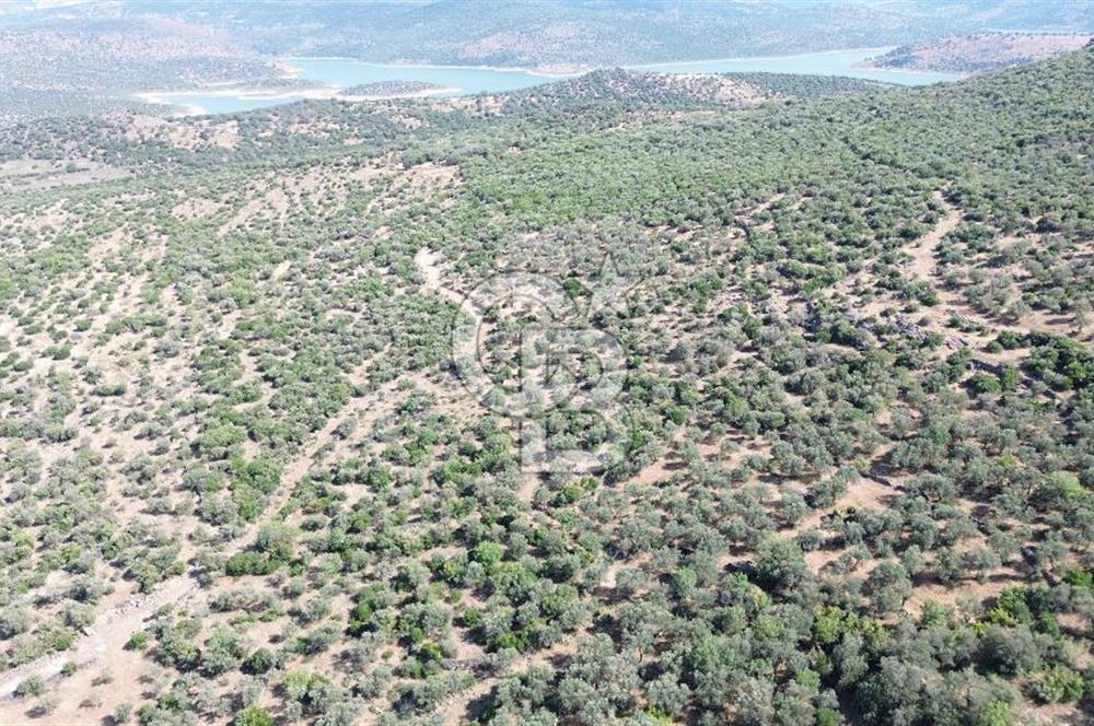 ALİAĞA KALABAK'TA (3690 M2) SATILIK ZEYTİNLİ TARLA