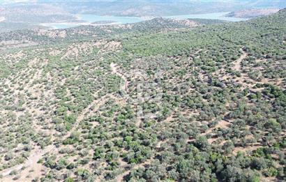 ALİAĞA KALABAK'TA (3690 M2) SATILIK ZEYTİNLİ TARLA