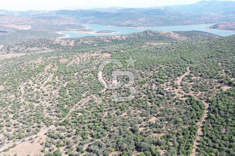 ALİAĞA KALABAK'TA (3690 M2) SATILIK ZEYTİNLİ TARLA