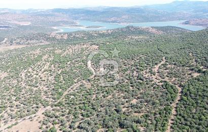 ALİAĞA KALABAK'TA (3690 M2) SATILIK ZEYTİNLİ TARLA
