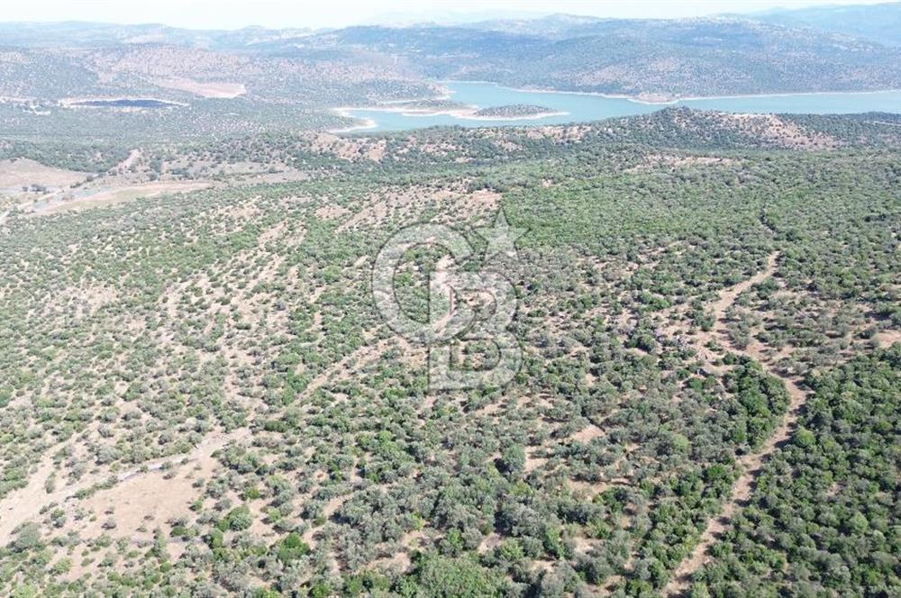 ALİAĞA KALABAK'TA (3690 M2) SATILIK ZEYTİNLİ TARLA