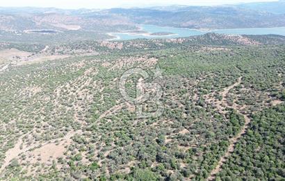 ALİAĞA KALABAK'TA (3690 M2) SATILIK ZEYTİNLİ TARLA