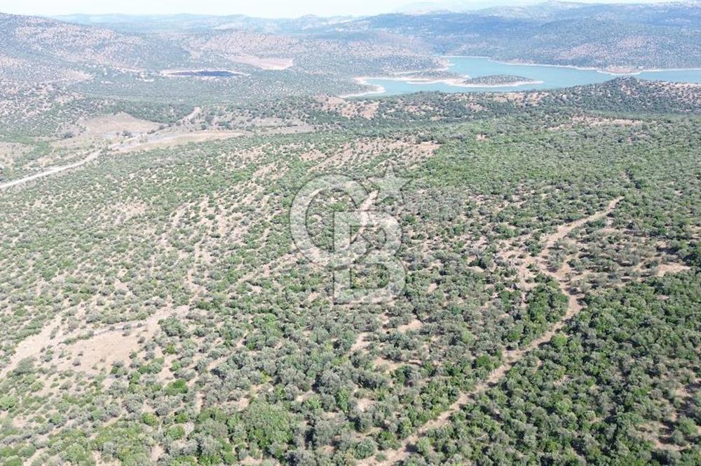 ALİAĞA KALABAK'TA (3690 M2) SATILIK ZEYTİNLİ TARLA