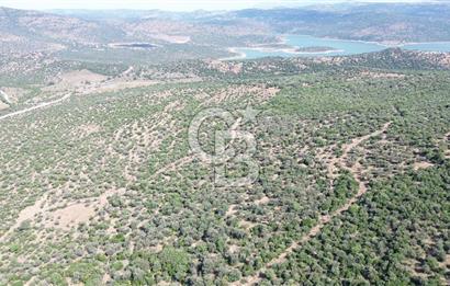 ALİAĞA KALABAK'TA (3690 M2) SATILIK ZEYTİNLİ TARLA