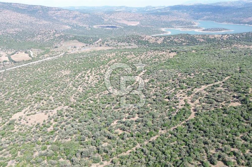 ALİAĞA KALABAK'TA (3690 M2) SATILIK ZEYTİNLİ TARLA
