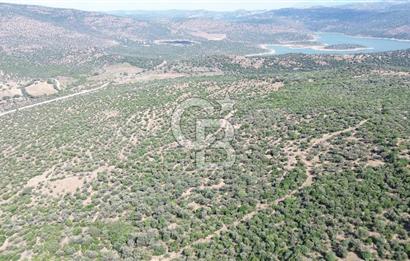 ALİAĞA KALABAK'TA (3690 M2) SATILIK ZEYTİNLİ TARLA