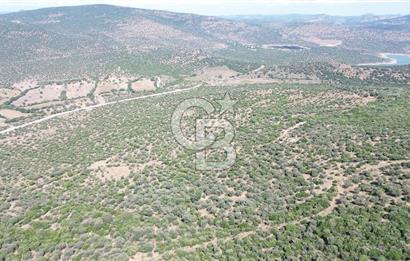 ALİAĞA KALABAK'TA (3690 M2) SATILIK ZEYTİNLİ TARLA